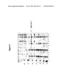 EXPRESSION OF SOLUBLE, ACTIVE EUKARYOTIC GLYCOSYLTRANSFERASES IN PROKARYOTIC ORGANISMS diagram and image