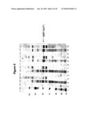 EXPRESSION OF SOLUBLE, ACTIVE EUKARYOTIC GLYCOSYLTRANSFERASES IN PROKARYOTIC ORGANISMS diagram and image