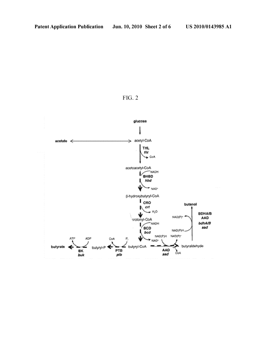 METHOD FOR PREPARING BUTANOL THROUGH BUTYRYL-COA AS AN INTERMEDIATE USING YEAST - diagram, schematic, and image 03