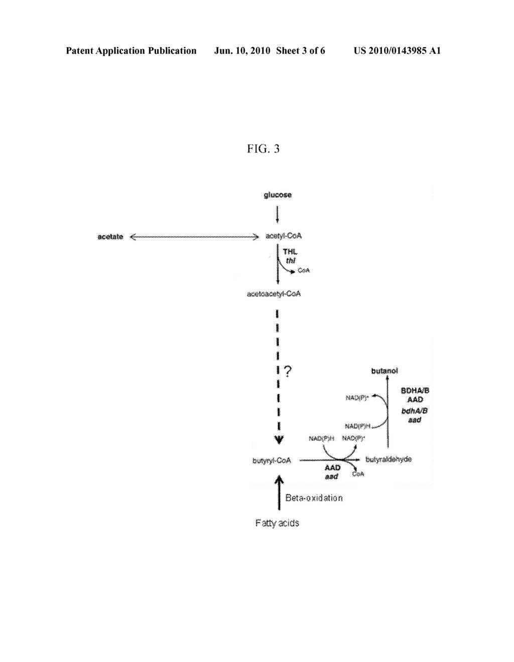 METHOD FOR PREPARING BUTANOL THROUGH BUTYRYL-COA AS AN INTERMEDIATE USING YEAST - diagram, schematic, and image 04