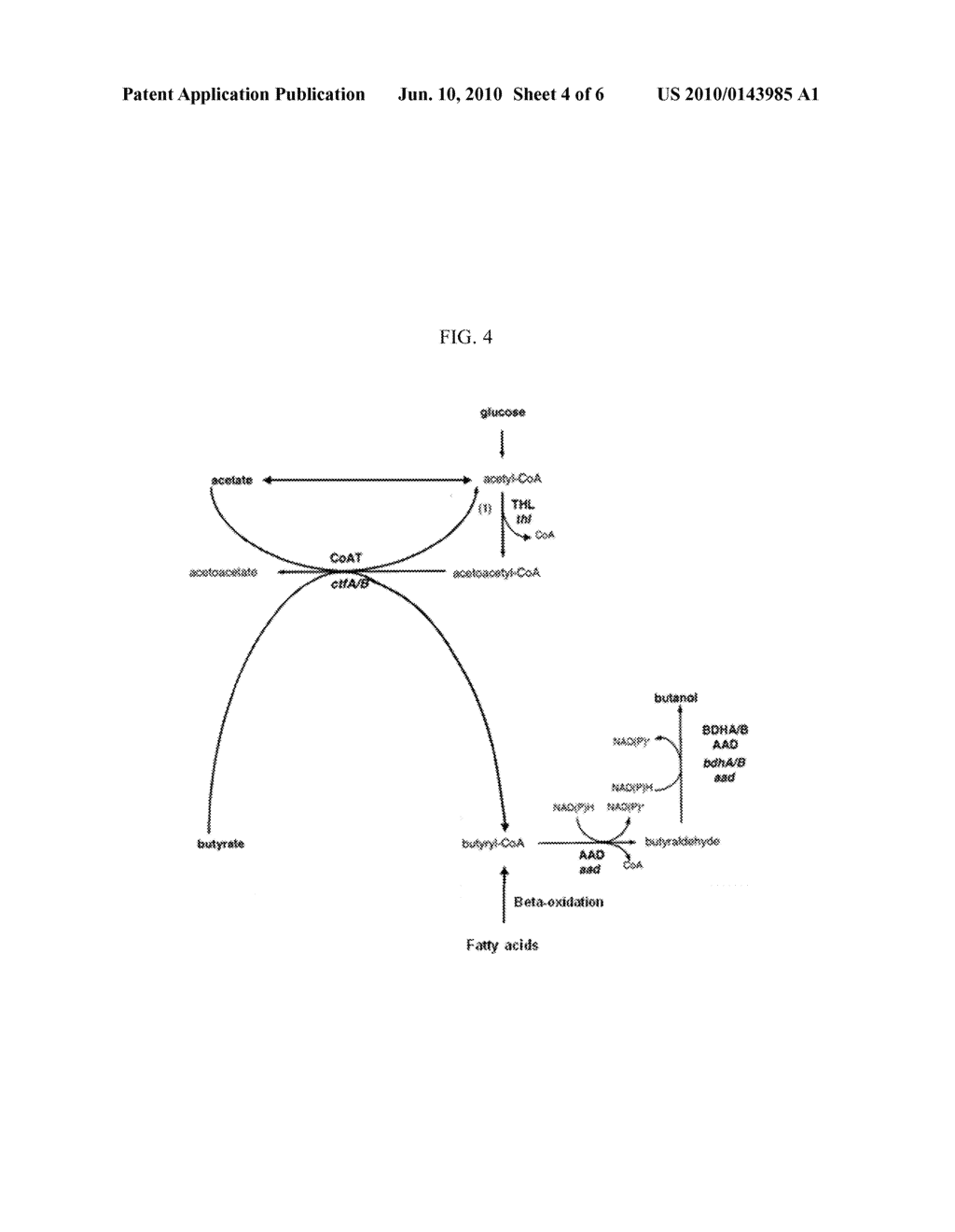 METHOD FOR PREPARING BUTANOL THROUGH BUTYRYL-COA AS AN INTERMEDIATE USING YEAST - diagram, schematic, and image 05