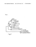 THERMOANAEROBACTER MATHRANII STRAIN BG1 diagram and image