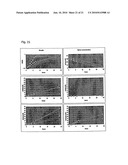 THERMOANAEROBACTER MATHRANII STRAIN BG1 diagram and image