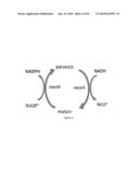 ENGINEERED MICROORGANISMS CAPABLE OF PRODUCING TARGET COMPOUNDS UNDER ANAEROBIC CONDITIONS diagram and image