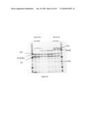 ENGINEERED MICROORGANISMS CAPABLE OF PRODUCING TARGET COMPOUNDS UNDER ANAEROBIC CONDITIONS diagram and image