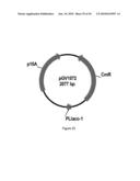 ENGINEERED MICROORGANISMS CAPABLE OF PRODUCING TARGET COMPOUNDS UNDER ANAEROBIC CONDITIONS diagram and image