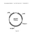 ENGINEERED MICROORGANISMS CAPABLE OF PRODUCING TARGET COMPOUNDS UNDER ANAEROBIC CONDITIONS diagram and image