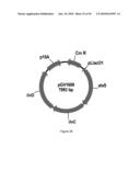 ENGINEERED MICROORGANISMS CAPABLE OF PRODUCING TARGET COMPOUNDS UNDER ANAEROBIC CONDITIONS diagram and image