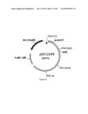 ENGINEERED MICROORGANISMS CAPABLE OF PRODUCING TARGET COMPOUNDS UNDER ANAEROBIC CONDITIONS diagram and image