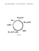 ENGINEERED MICROORGANISMS CAPABLE OF PRODUCING TARGET COMPOUNDS UNDER ANAEROBIC CONDITIONS diagram and image