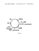 ENGINEERED MICROORGANISMS CAPABLE OF PRODUCING TARGET COMPOUNDS UNDER ANAEROBIC CONDITIONS diagram and image