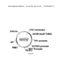 ENGINEERED MICROORGANISMS CAPABLE OF PRODUCING TARGET COMPOUNDS UNDER ANAEROBIC CONDITIONS diagram and image