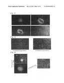 PROCESS FOR ISOLATING VASCULAR ENDOTHELIAL CELLS FROM EMBRYOID BODIES DIFFERENTIATED FROM EMBRYONC STEM CELLS diagram and image