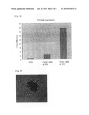 PROCESS FOR ISOLATING VASCULAR ENDOTHELIAL CELLS FROM EMBRYOID BODIES DIFFERENTIATED FROM EMBRYONC STEM CELLS diagram and image