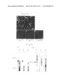 Method of inducing differentiation of bone marrow stromal cells to neural cells or skeletal muscle cells by introduction of Notch gene diagram and image