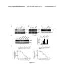 C-Terminal Domain Truncation of mGluR1a By Calpain and Uses Thereof diagram and image