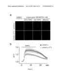 C-Terminal Domain Truncation of mGluR1a By Calpain and Uses Thereof diagram and image