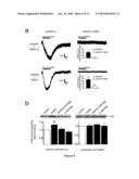 C-Terminal Domain Truncation of mGluR1a By Calpain and Uses Thereof diagram and image