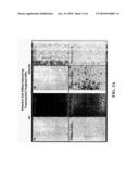 FUSION POLYPEPTIDE SUITABLE AS A CYTOTOXIN diagram and image