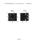 Sugar beet genes involved in stress tolerance diagram and image