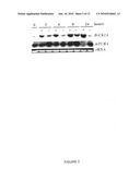 Sugar beet genes involved in stress tolerance diagram and image