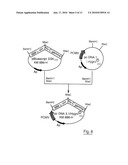 USE OF MONOCLONAL ANTIBODIES SPECIFIC TO THE O-ACETYLATED FORM OF GD2 GANGLIOSIDE FOR TREATMENT OF CERTAIN CANCERS diagram and image