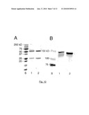 USE OF MONOCLONAL ANTIBODIES SPECIFIC TO THE O-ACETYLATED FORM OF GD2 GANGLIOSIDE FOR TREATMENT OF CERTAIN CANCERS diagram and image