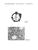 METHOD FOR DOUBLE STAINING IN IMMUNOHISTOCHEMISTRY diagram and image