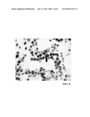 METHOD FOR DOUBLE STAINING IN IMMUNOHISTOCHEMISTRY diagram and image