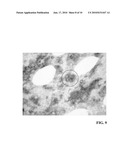 METHOD FOR DOUBLE STAINING IN IMMUNOHISTOCHEMISTRY diagram and image