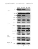 Methods and Systems for Searching for Regulators of the Fer Protein and for Monitoring the Effects of the Fer Protein diagram and image