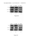 Methods and Systems for Searching for Regulators of the Fer Protein and for Monitoring the Effects of the Fer Protein diagram and image