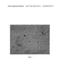 Detection of Unhealthy Cell and Uses Thereof diagram and image