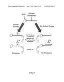 KINASE AND UBIQUINATION ASSAYS diagram and image