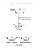 KINASE AND UBIQUINATION ASSAYS diagram and image