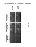 KINASE AND UBIQUINATION ASSAYS diagram and image