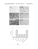 OSTEOPONTIN FUNCTIONAL EPITOPES, MONOCLONAL ANTIBODIES AGAINST THE EPITOPES AND USES THEREOF diagram and image