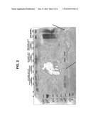 Compositions, Devices, Kits and Methods for Detecting Hookworm diagram and image