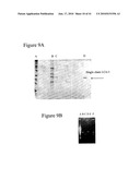 HYBRID AND SINGLE CHAIN MEGANUCLEASES AND USE THEREOF diagram and image