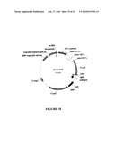 HYBRID AND SINGLE CHAIN MEGANUCLEASES AND USE THEREOF diagram and image