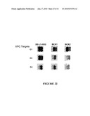 HYBRID AND SINGLE CHAIN MEGANUCLEASES AND USE THEREOF diagram and image