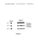 HYBRID AND SINGLE CHAIN MEGANUCLEASES AND USE THEREOF diagram and image