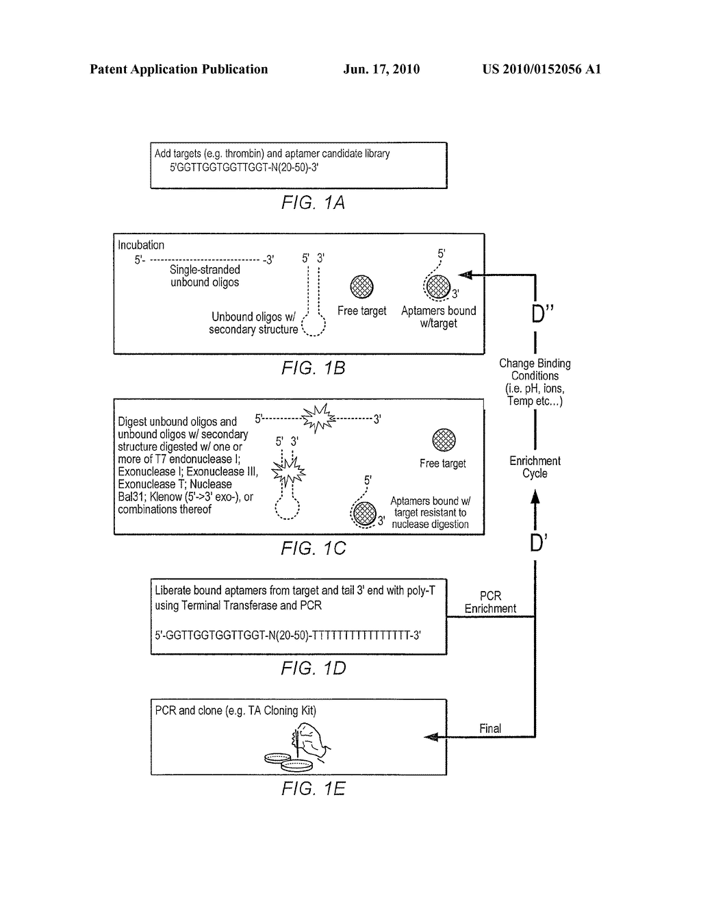 SYSTEMS AND METHODS FOR NUCLEASE-ASSISTED SELECTION AND ACQUISITION OF SINGLE STRANDED DNA OLIGOMER/POLYMER APTAMERS/LIGANDS - diagram, schematic, and image 02