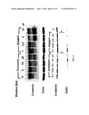 BIS(ARYLMETHYLIDENE)ACETONE COMPOUND, ANTI-CANCER AGENT, CARCINOGENESIS-PREVENTIVE AGENT, INHIBITOR OF EXPRESSION OF Ki-Ras, ErbB2, c-Myc AND CYCLINE D1, BETA-CATENIN-DEGRADING AGENT, AND p53 EXPRESSION ENHANCER diagram and image