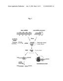 siRNA Kinase and Methods of Use diagram and image