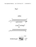 siRNA Kinase and Methods of Use diagram and image