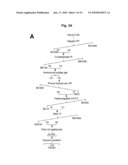 siRNA Kinase and Methods of Use diagram and image