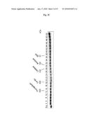 siRNA Kinase and Methods of Use diagram and image
