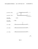 Nucleic Acids and Proteins Associated with Galactomannan Synthesis in Coffee diagram and image