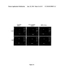 Biological Cell Tracking With Ultrasound diagram and image